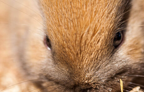 ritratto con coniglio