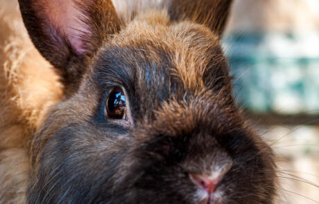 ritratto con coniglio-3875 ritratto con coniglio