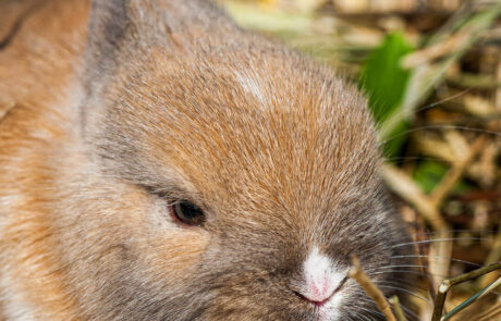 ritratto con coniglio