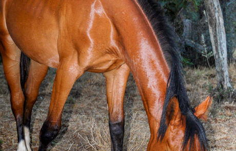 ritratto con animali