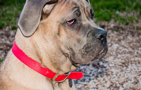 ritratto con animali