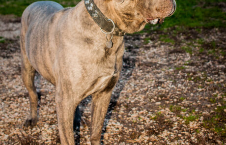 ritratto con animali