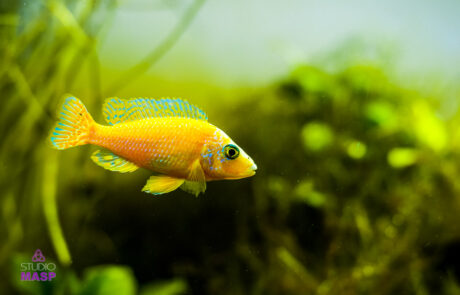 ritratto con animali