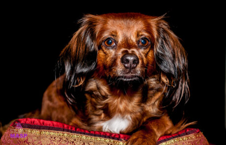 ritratto con animali