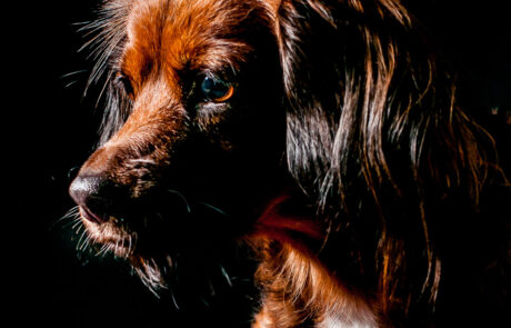 ritratto con animali