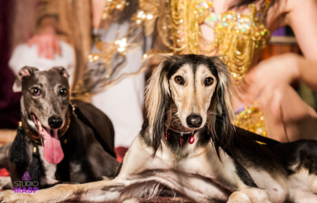 ritratto con animali