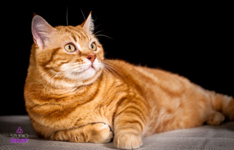 ritratto con animali