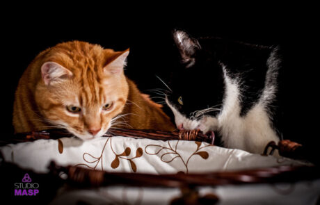 ritratto con animali