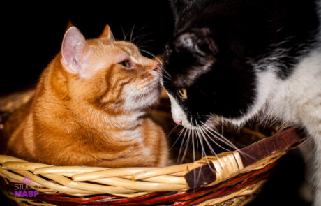 ritratto con animali