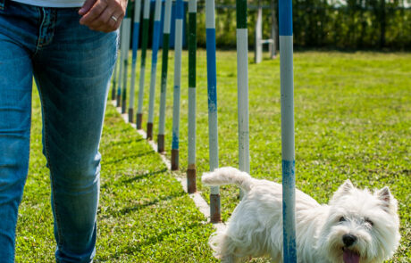 ritratto con animali