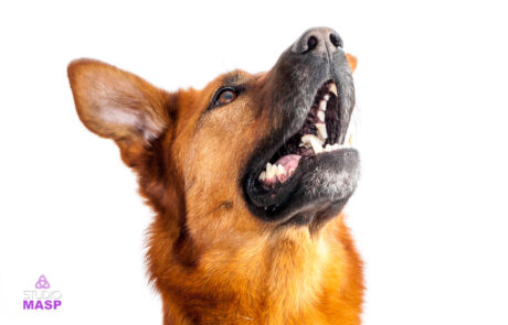 ritratto con animali