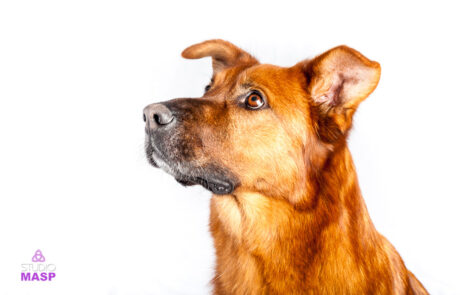 ritratto con animali