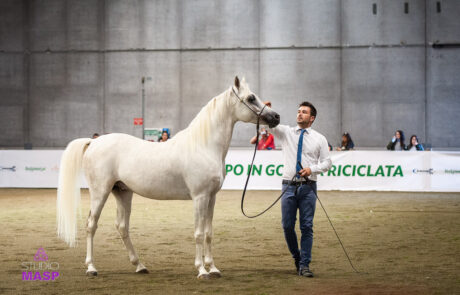 ritratto con animali