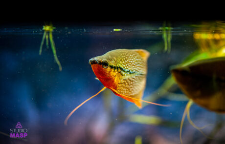 ritratto con animali