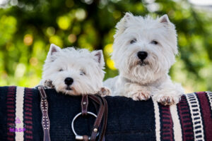 ritratto con animali, pet photography